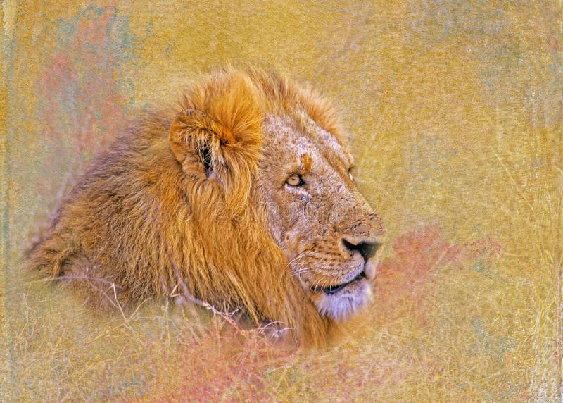 Portret lwa obfitego obrazy royalty free