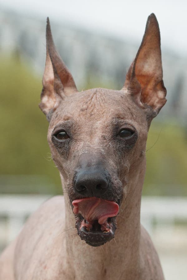 Portret met hondenras Peruvian Hairless Dog Peruvian Inca Orchid, Hairless Inca Dog, Viringo, Calato, Mexicaanse Hairless royalty-vrije stock afbeelding Portret met hondenras Peruvian Hairless Dog Peruvian Inca Orchid, Hairless Inca Dog, Viringo, Calato, Mexicaanse Hairless royalty-vrije stock afbeelding
