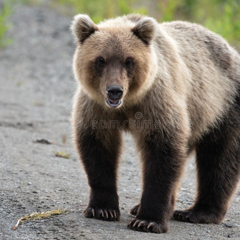 Portret okropny głodny Kamchatka niedźwiedź brunatny patrzeje kamerę obraz stock Portret okropny głodny Kamchatka niedźwiedź brunatny patrzeje kamerę obraz stock