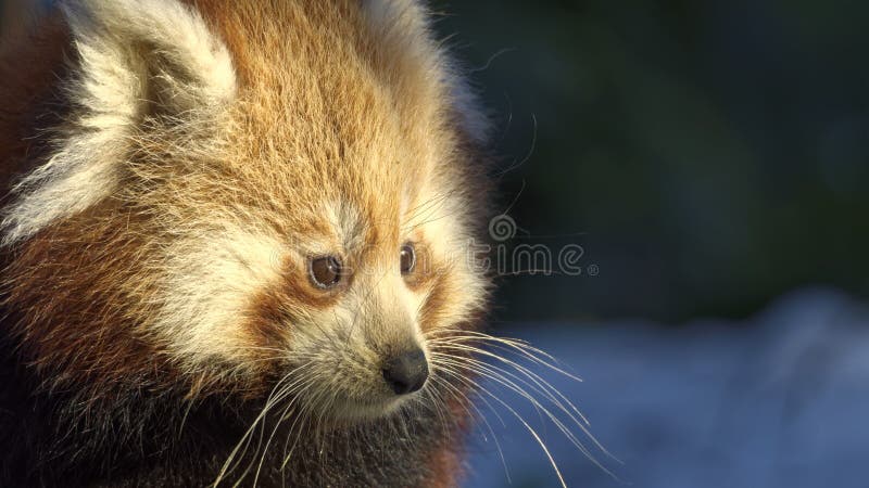 Portret panda ailurus roșu stock photos