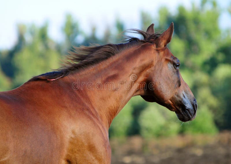 Portret piękny czerwony koń w lecie obrazy stock Portret piękny czerwony koń w lecie obrazy stock