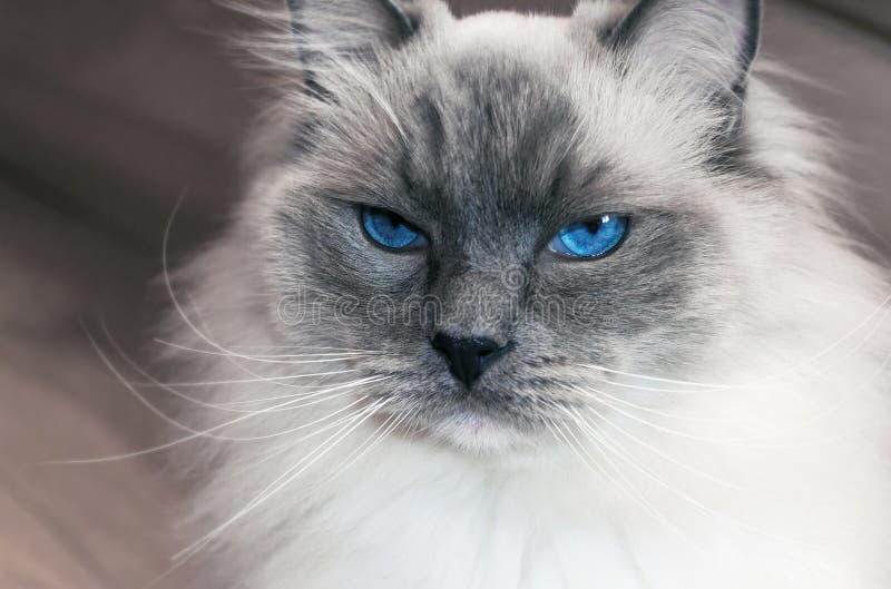 Portret piękny ragdoll kot z niebieskimi oczami zdjęcie stock Portret piękny ragdoll kot z niebieskimi oczami zdjęcie stock