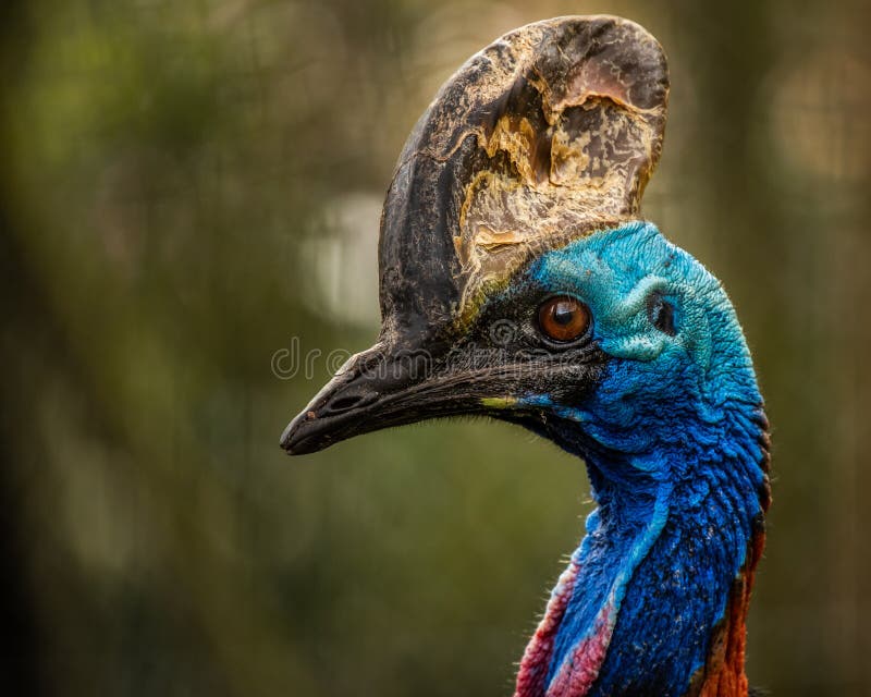 Portret Południowy Cassowary obrazy royalty free Portret Południowy Cassowary obrazy royalty free