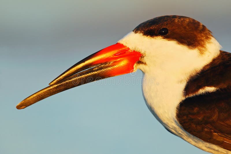 Portret ptak z dużym rachunkiem Czarny Cedzakowy, Rynchops Niger, piękny tern w wodzie Czerń Cedzakowy w Floryda wybrzeżu, USA obraz royalty free Portret ptak z dużym rachunkiem Czarny Cedzakowy, Rynchops Niger, piękny tern w wodzie Czerń Cedzakowy w Floryda wybrzeżu, USA obraz royalty free