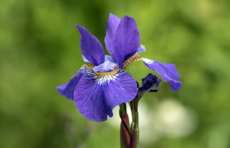 Portret Purpurowy Syberyjski Irysowy kwiat