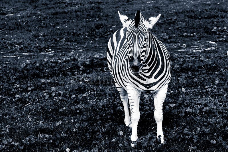 Portret równiny zebra w czarny i biały fotografia royalty free Portret równiny zebra w czarny i biały fotografia royalty free