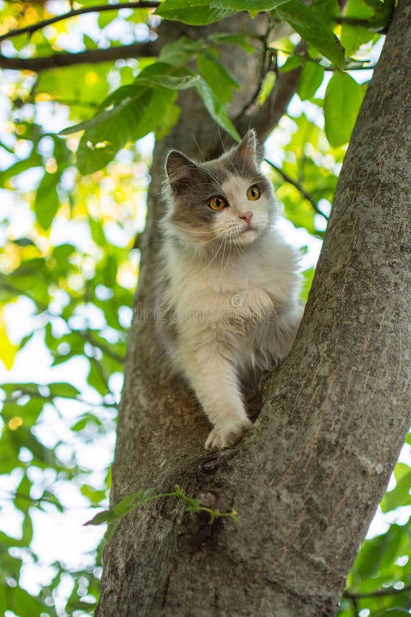 Portret schattige kitten klimt tussen boomtakken in een mooie kat die op een boom zit royalty-vrije stock afbeelding Portret schattige kitten klimt tussen boomtakken in een mooie kat die op een boom zit royalty-vrije stock afbeelding