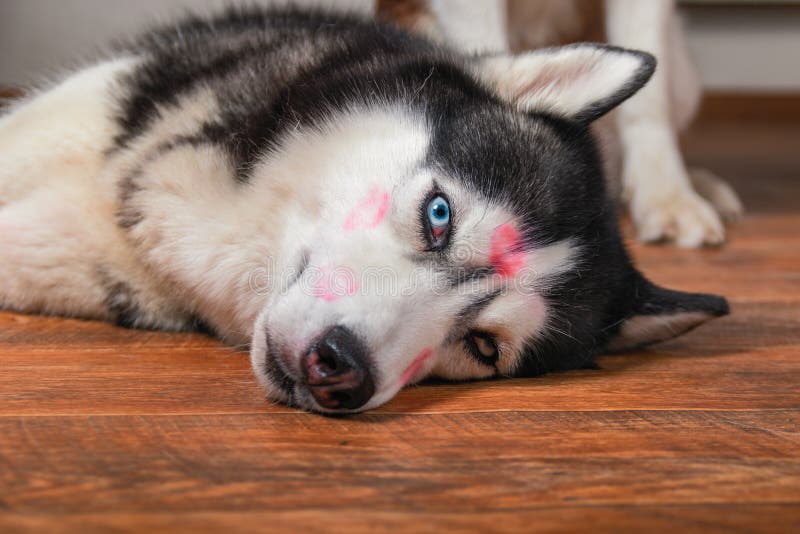 Portrait husky dog with red lipstick marks kiss on his head. Concept of love, tenderness, pampered pet. Portrait husky dog with red lipstick marks kiss on his head. Concept of love, tenderness, pampered pet.