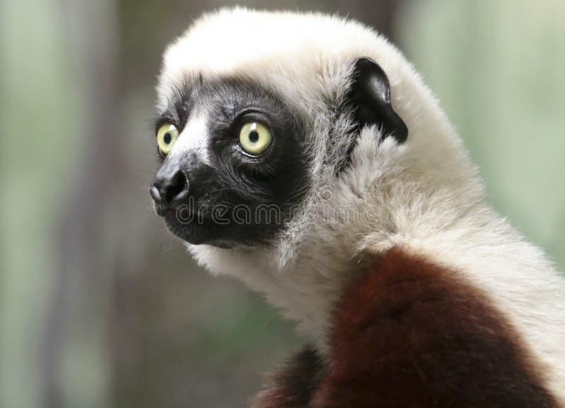 Portret Sifaka prymas, Wielki lemur obrazy royalty free Portret Sifaka prymas, Wielki lemur obrazy royalty free