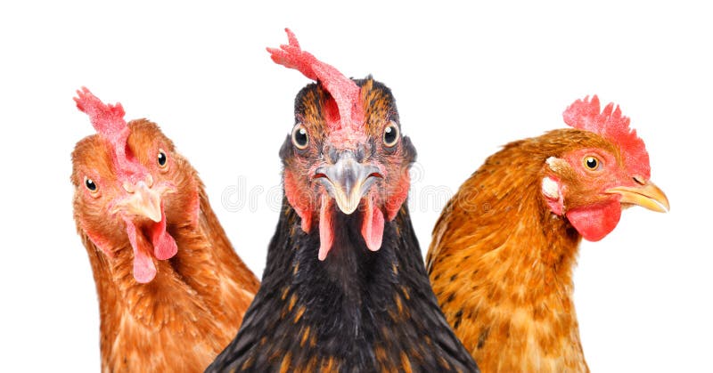 Portret trzy kurczaka