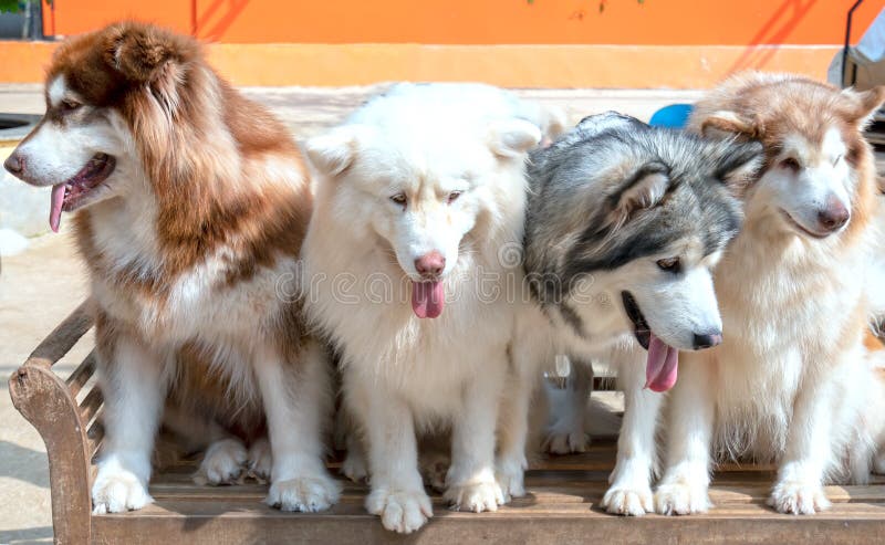 Portrait of Alaskan and Siberian Husky dog in domesticated pet. They have elegant appearance, love of freedom and desire for independence, have the instinct to hunt and protect people. Portrait of Alaskan and Siberian Husky dog in domesticated pet. They have elegant appearance, love of freedom and desire for independence, have the instinct to hunt and protect people