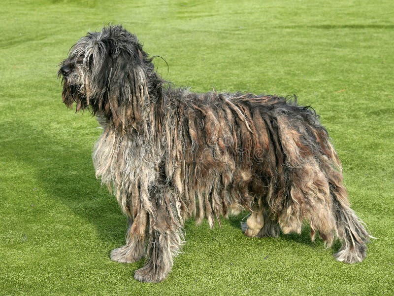 Portret van Bergamasco-Herdershond stock fotografie Portret van Bergamasco-Herdershond stock fotografie