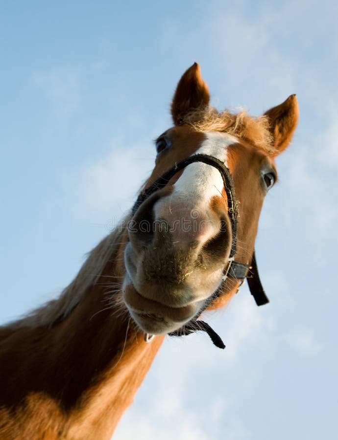 Portret van bruin paard