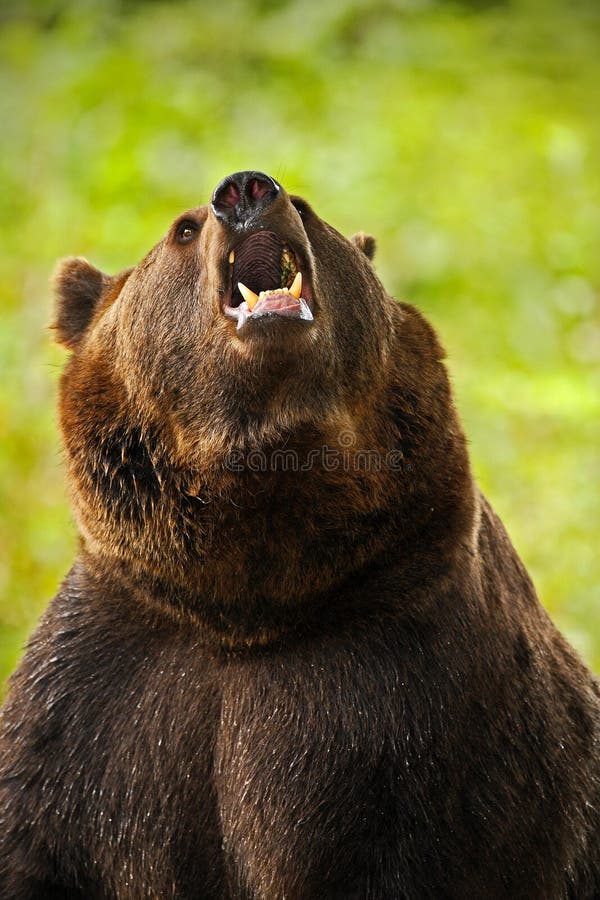 Portret van bruine beer Gevaarlijk dier met open snuit Gezichtsportret van bruine beer Draag met open snuit met grote tand brow