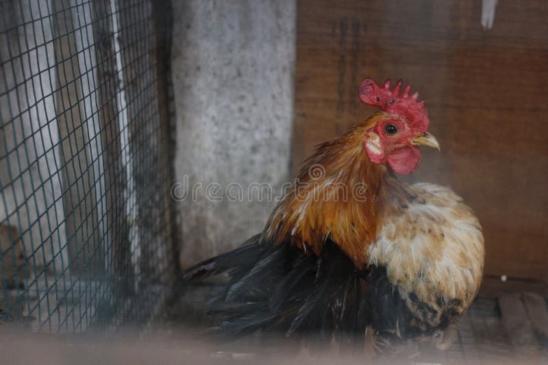 Portrait of the dwarf chicken. Portrait of the dwarf chicken