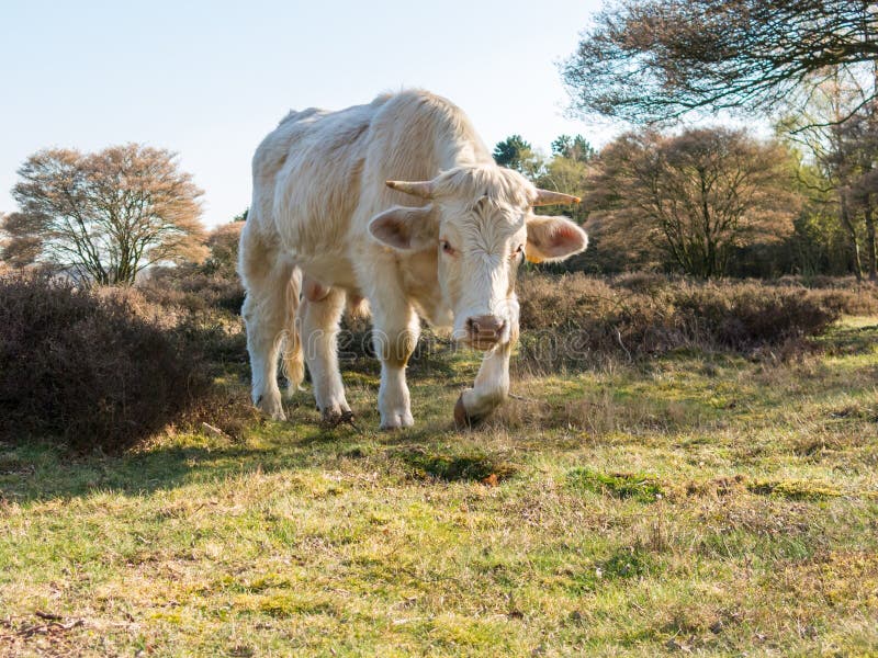 Portret van de koe die van Charolais in aard, Nederland lopen