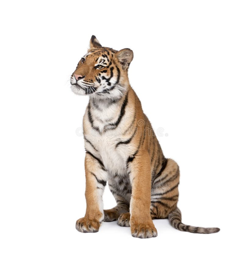 Portret van de Tijger van Bengalen, Panthera Tigris Tigris, 1 éénjarige royalty-vrije stock foto's Portret van de Tijger van Bengalen, Panthera Tigris Tigris, 1 éénjarige royalty-vrije stock foto's