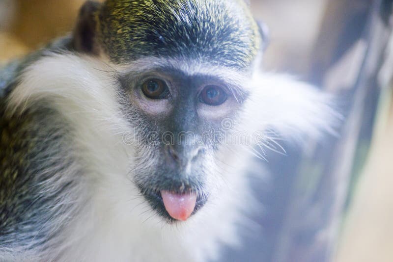 Portret van een aap met tong die uit plakken Close-upportret die van grappige macaque of aapaap, tong tonen royalty-vrije stock fotografie Portret van een aap met tong die uit plakken Close-upportret die van grappige macaque of aapaap, tong tonen royalty-vrije stock fotografie