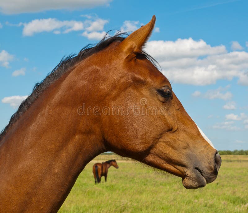 Portret van een bruin paard