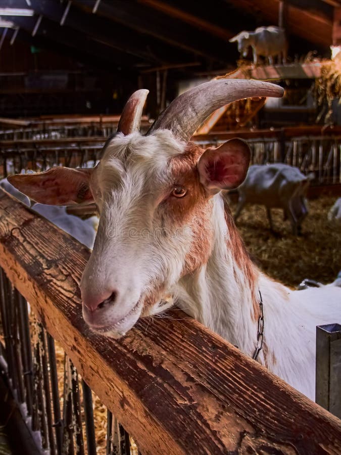 Portret van een geit op een landbouwbedrijf stock foto's Portret van een geit op een landbouwbedrijf stock foto's