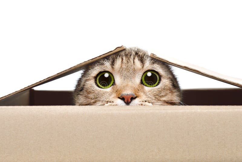 Portret van een grappige kat die uit de doos kijken