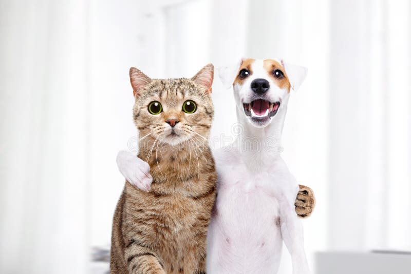 Portret van een hond en een kat die elkaar koesteren