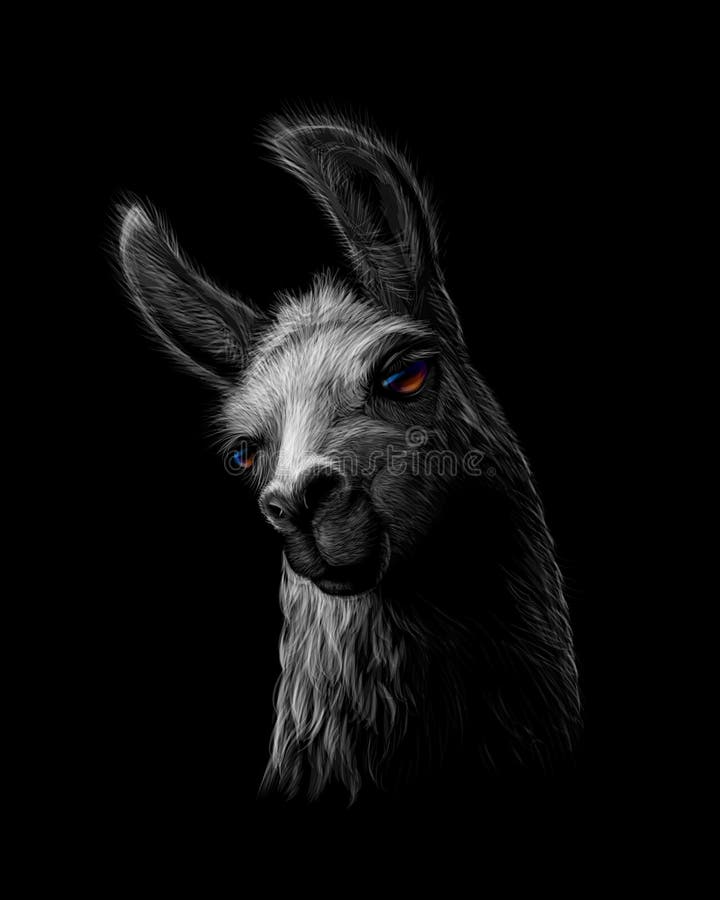 Portret van een hoofd van een lama op een zwarte achtergrond royalty-vrije illustratie Portret van een hoofd van een lama op een zwarte achtergrond royalty-vrije illustratie