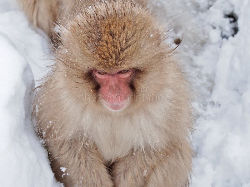 Portret van een Japanse Sneeuwaap Macaque stock fotografie Portret van een Japanse Sneeuwaap Macaque stock fotografie