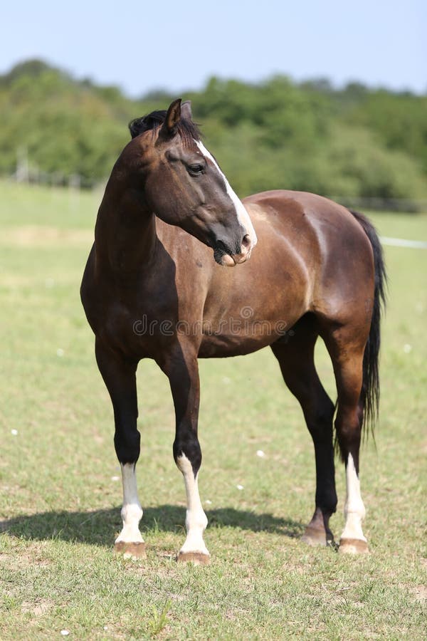 Portret van een jong volbloed- paard op de de zomerweide