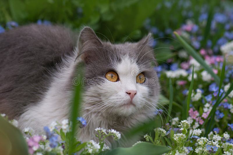 Portret van een jonge kat op straat buiten de straat van een kat met kort haar in de tuin royalty-vrije stock afbeeldingen Portret van een jonge kat op straat buiten de straat van een kat met kort haar in de tuin royalty-vrije stock afbeeldingen