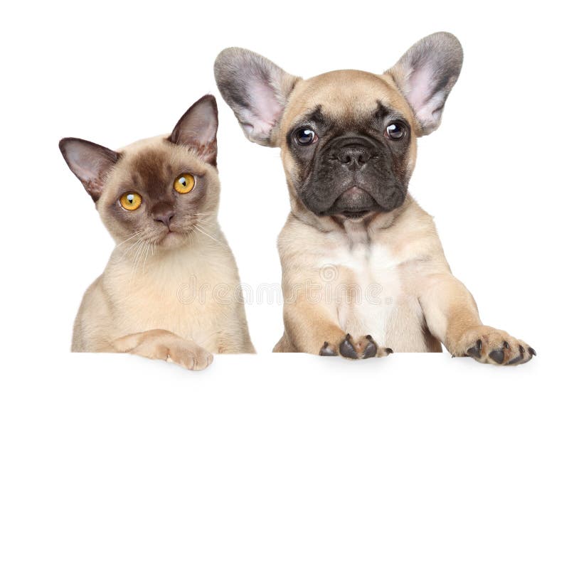 Portret van een kat en een hond op een witte banner stock foto Portret van een kat en een hond op een witte banner stock foto