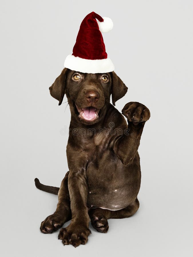 Portret van een leuk Labradorpuppy die een Kerstmanhoed dragen stock afbeelding Portret van een leuk Labradorpuppy die een Kerstmanhoed dragen stock afbeelding
