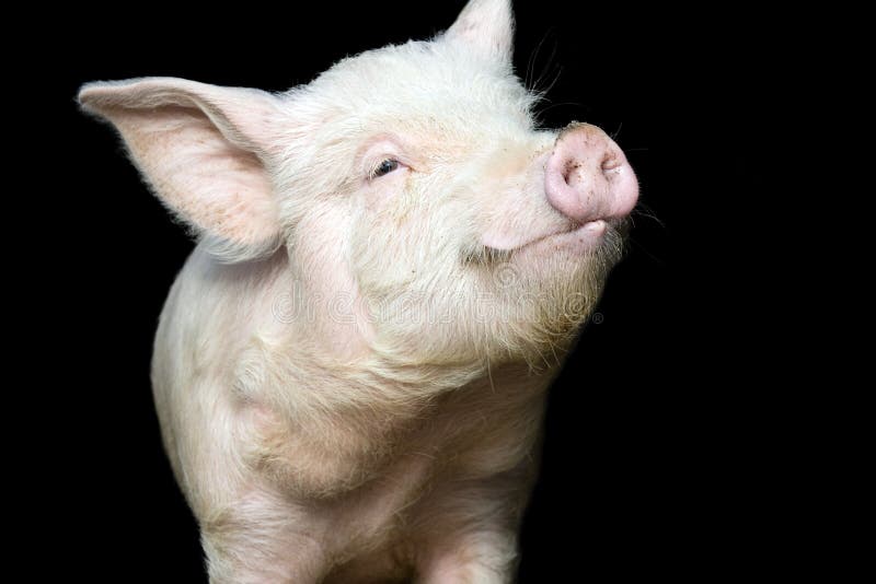 Portret van een leuk varken