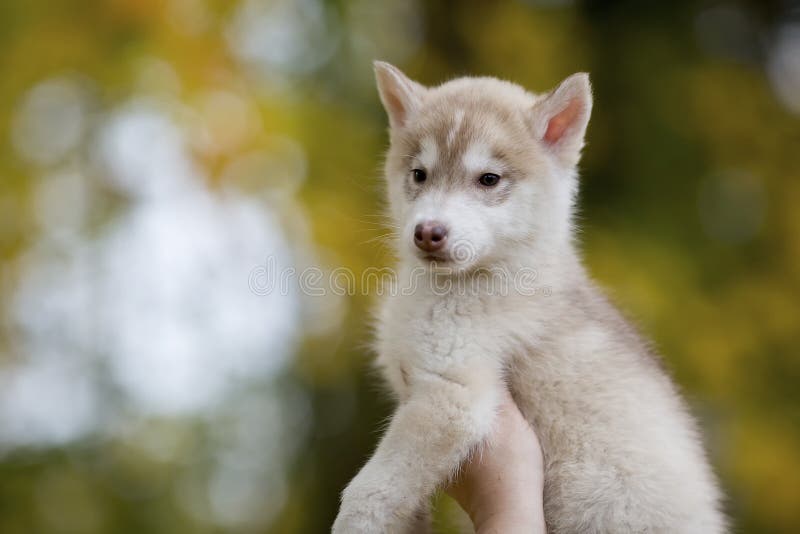 Portret van een leuke schor puppyzitting op zijn handen royalty-vrije stock foto's Portret van een leuke schor puppyzitting op zijn handen royalty-vrije stock foto's