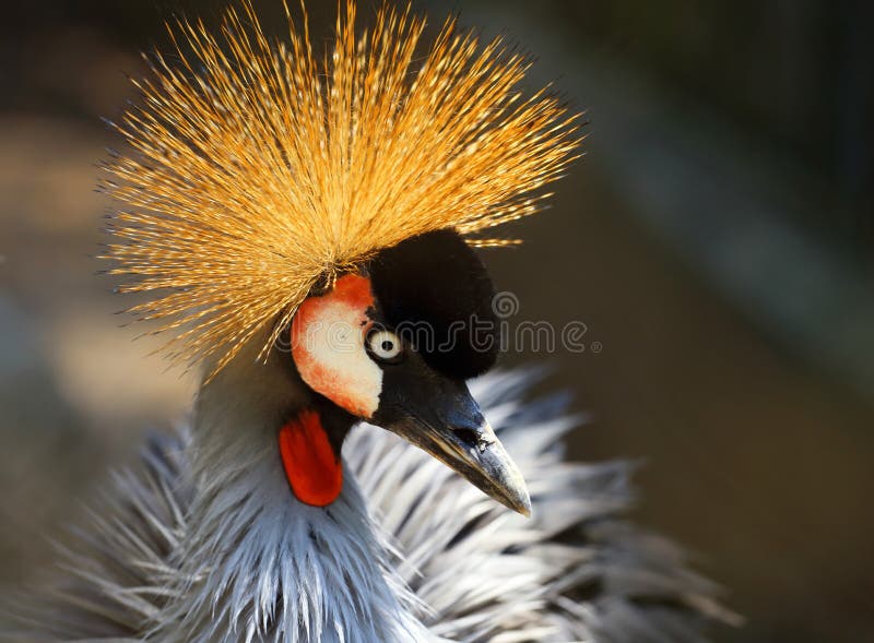 Portret van een mooie bekroonde kraanvogel stock afbeelding Portret van een mooie bekroonde kraanvogel stock afbeelding
