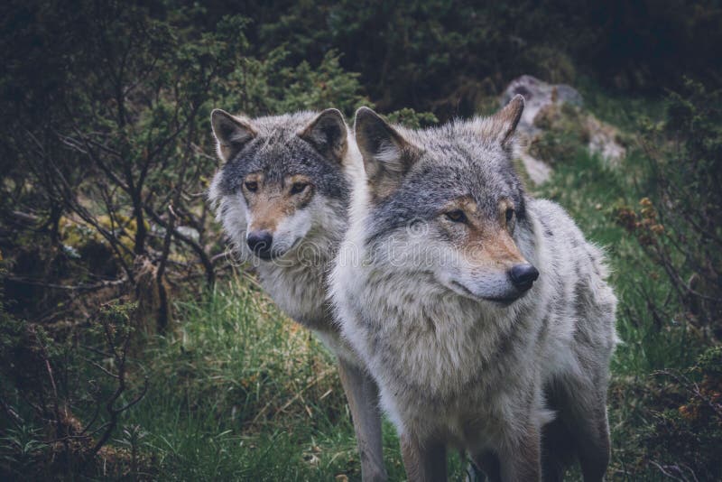 Portret van een mooie grijze wolven/canis lupus in de buitenlucht in de wildernis royalty-vrije stock afbeeldingen Portret van een mooie grijze wolven/canis lupus in de buitenlucht in de wildernis royalty-vrije stock afbeeldingen