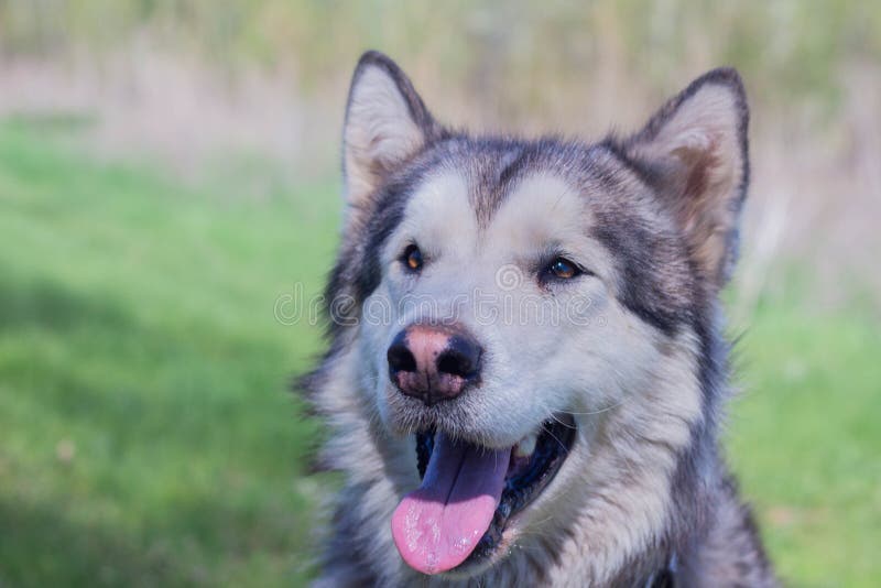 Portrait of a beautiful purebred dog Alaskan Malamute, female. Portrait of a beautiful purebred dog Alaskan Malamute, female
