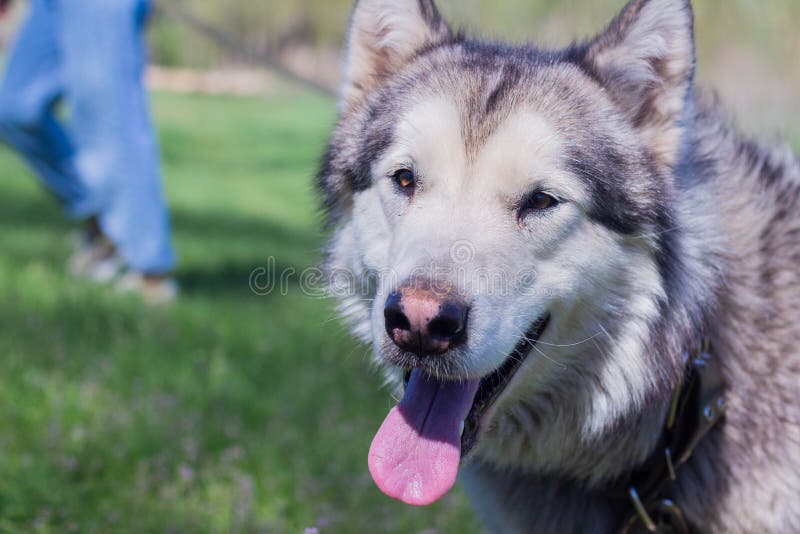 Portrait of a beautiful purebred dog Alaskan Malamute, female. Portrait of a beautiful purebred dog Alaskan Malamute, female