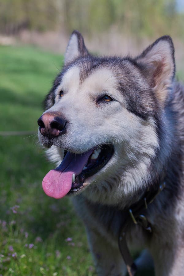 Portrait of a beautiful purebred dog Alaskan Malamute, female. Portrait of a beautiful purebred dog Alaskan Malamute, female