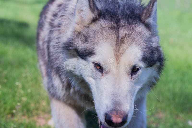 Portrait of a beautiful purebred dog Alaskan Malamute, female. Portrait of a beautiful purebred dog Alaskan Malamute, female