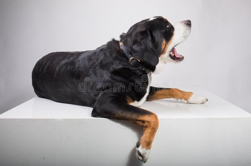Portret van een mooie Zwitserse berghond stock foto's Portret van een mooie Zwitserse berghond stock foto's