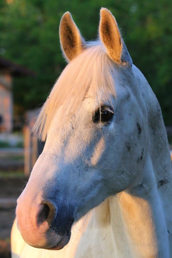 Portret van een rasechte grijze Arabische hengst Close-up van een jong rasecht paard Het rasechte jonge shagya Arabische paard st royalty-vrije stock afbeelding Portret van een rasechte grijze Arabische hengst Close-up van een jong rasecht paard Het rasechte jonge shagya Arabische paard st royalty-vrije stock afbeelding