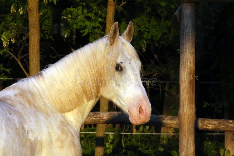 Portret van een rasechte grijze Arabische hengst Close-up van een jong rasecht paard Het rasechte jonge shagya Arabische paard st stock afbeeldingen Portret van een rasechte grijze Arabische hengst Close-up van een jong rasecht paard Het rasechte jonge shagya Arabische paard st stock afbeeldingen
