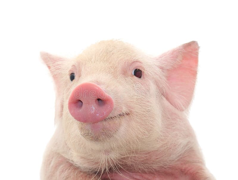 Portret van een varken
