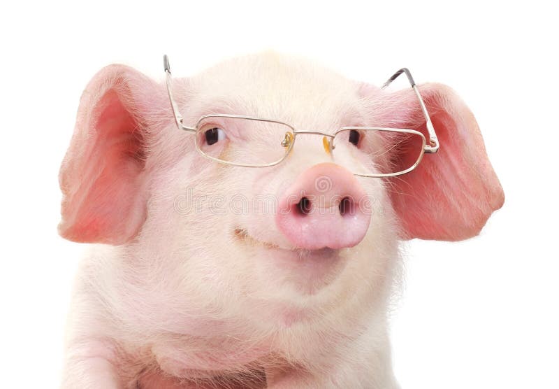 Portret van een varken in glazen