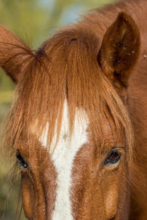 Download Portret van een wild paard stock afbeelding. Afbeelding bestaande uit americana - 107700151