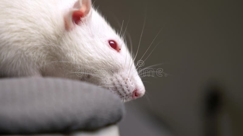 Portret van een witte albinorrat in het appartement