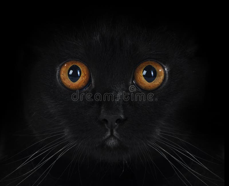 Portret van een zwarte Britse kat royalty-vrije stock afbeeldingen Portret van een zwarte Britse kat royalty-vrije stock afbeeldingen