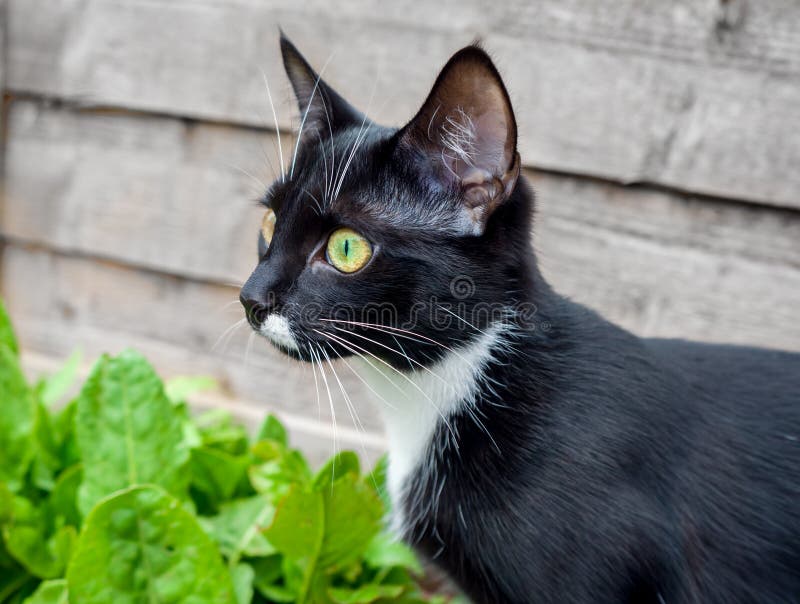 Portret van een zwarte kat met groene ogen en een witte jabot royalty-vrije stock afbeelding Portret van een zwarte kat met groene ogen en een witte jabot royalty-vrije stock afbeelding