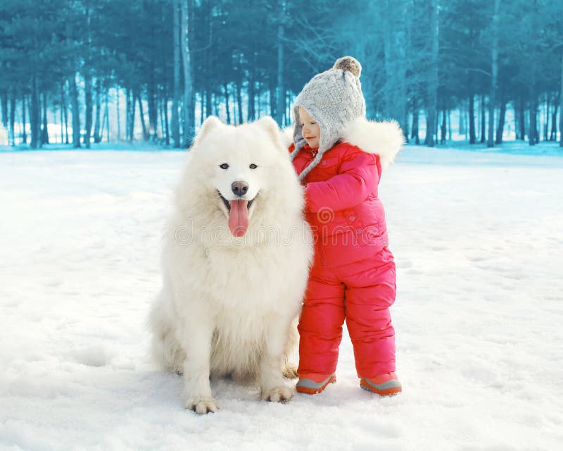 Portrait of happy child with white Samoyed dog in winter day. Portrait of happy child with white Samoyed dog in winter day